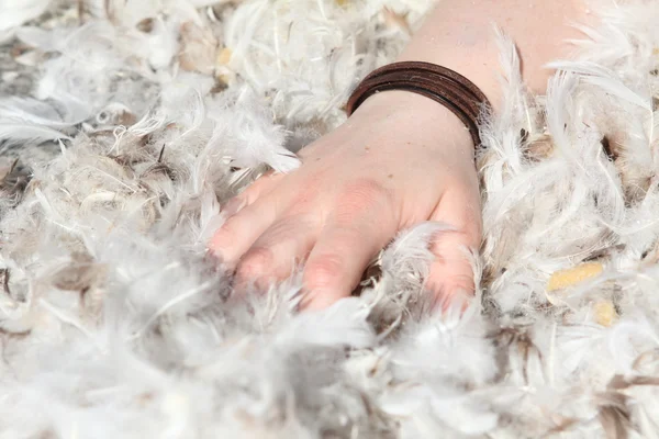 Hand grabbing in downy feathers