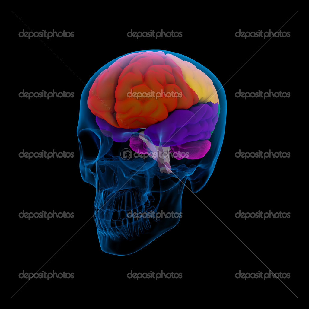 Colored Sections Of A Human Brain Cerebrum Colored Sections Of A Human Brain Cerebrum Sdie View