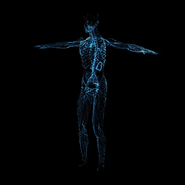 3d render blue lymphatic system - side view