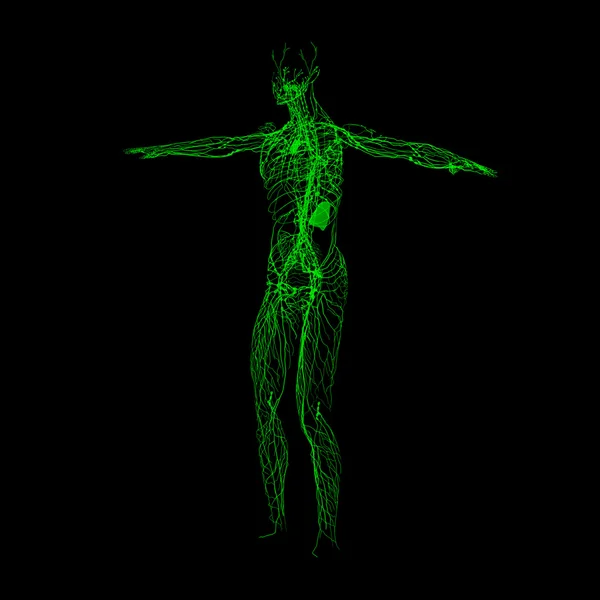 Green lymphatic system - right front view