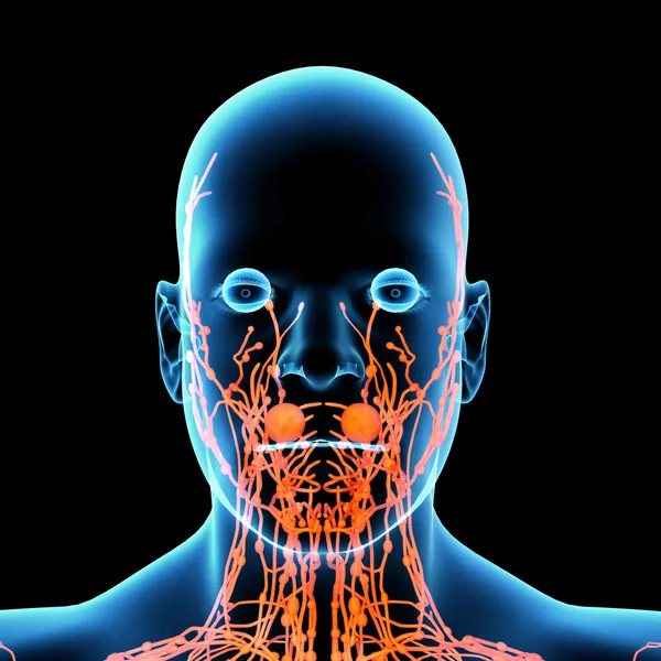 3d render orange lymphatic system - front view