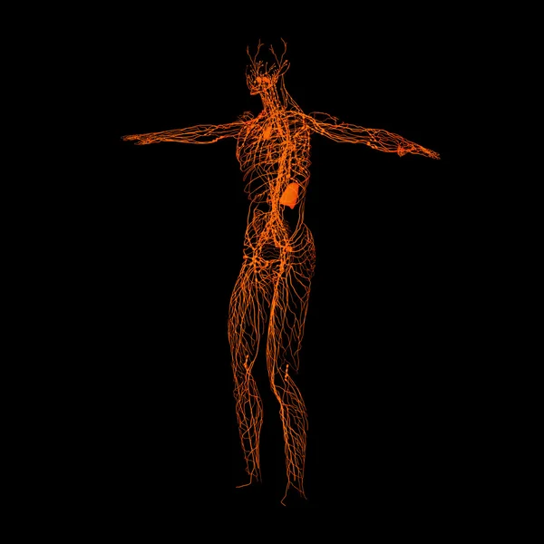 3d render orange lymphatic system - right front view