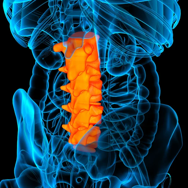 Lumbar spine anatomy - back view