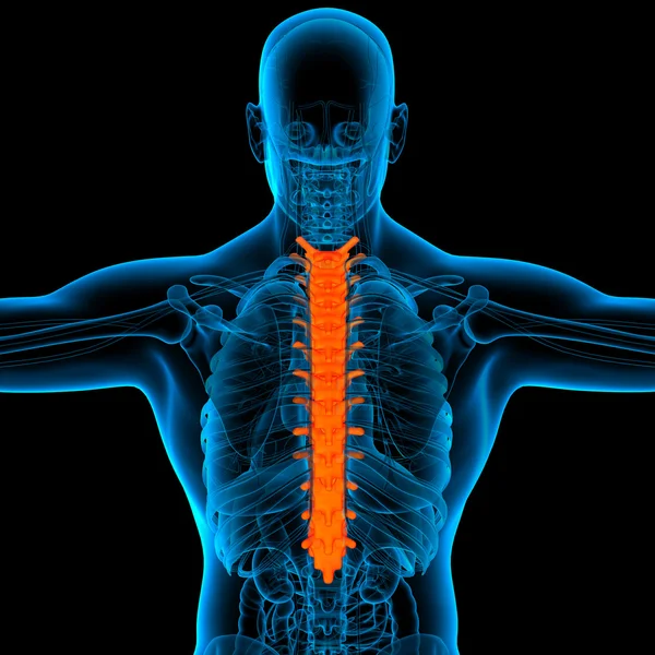 Thoracic spine anatomy -back view