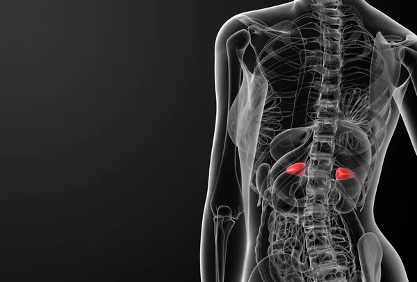 Female adrenal anatomy x-ray