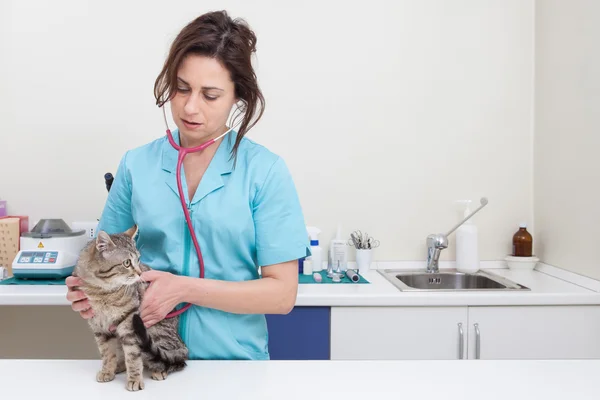 Young female veterinary caring of a cute cat