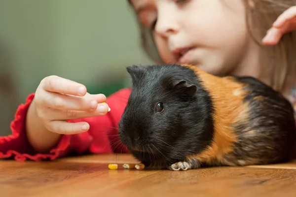 Girl and guinea pig