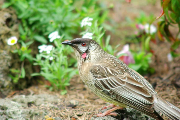 Australian native Wattle bird