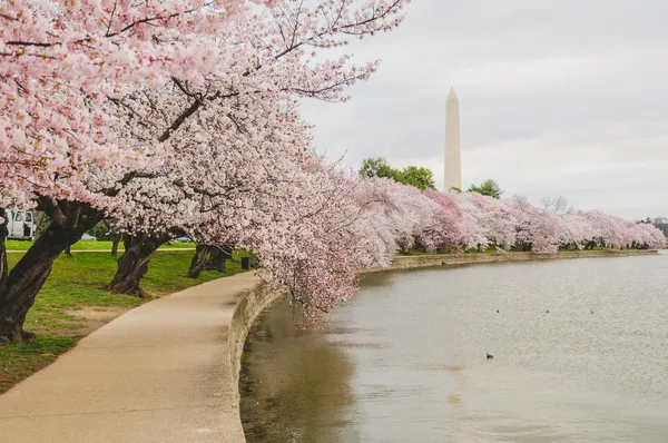 Cherry Blossoms In Full Bloom Around The Tidal Basin In Washington DC