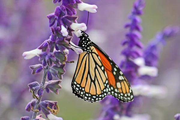Monarch on lavender close up