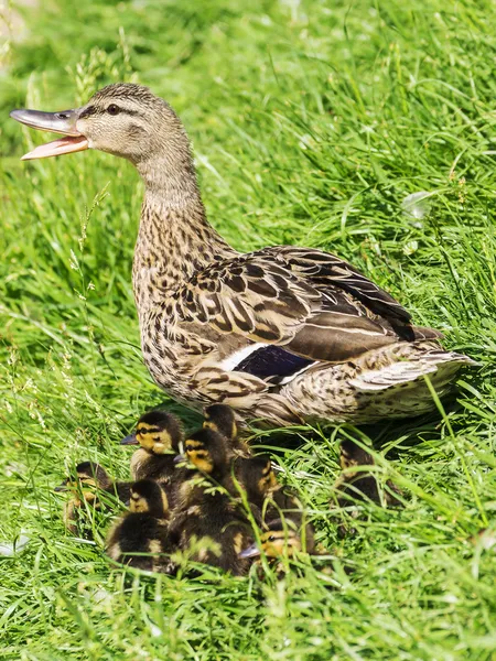 Mother duck and ducklings in the grass