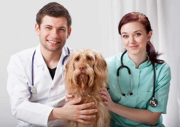 Portrait of dog with two veterinarians