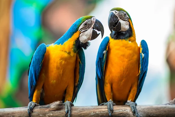 A pair of parrots