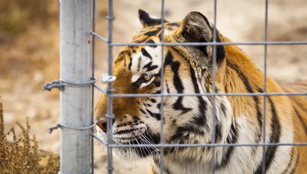 Adult tiger in cage