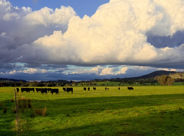 Stormy farmland in australia