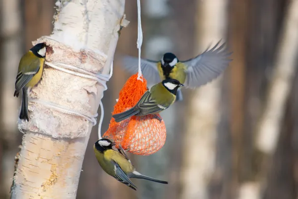 Tit birds on a bird feeder