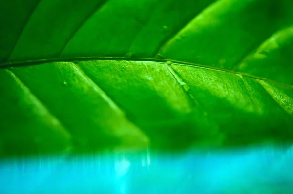 Coffee leaf in blue water closeup