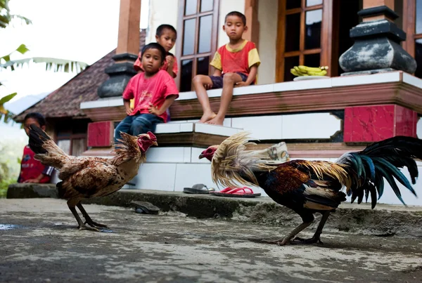 BALI, INDONESIA - JANUARY 2009: Boys watching cock fight