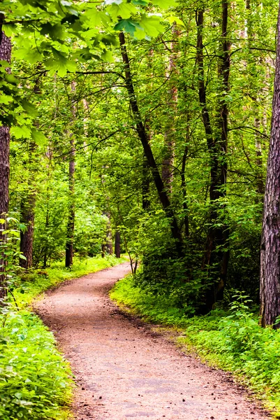 Path in woods