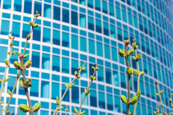 Vivid photo of green buds against office building in spring.