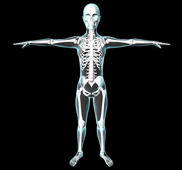 Woman body and skeleton on x-rays view