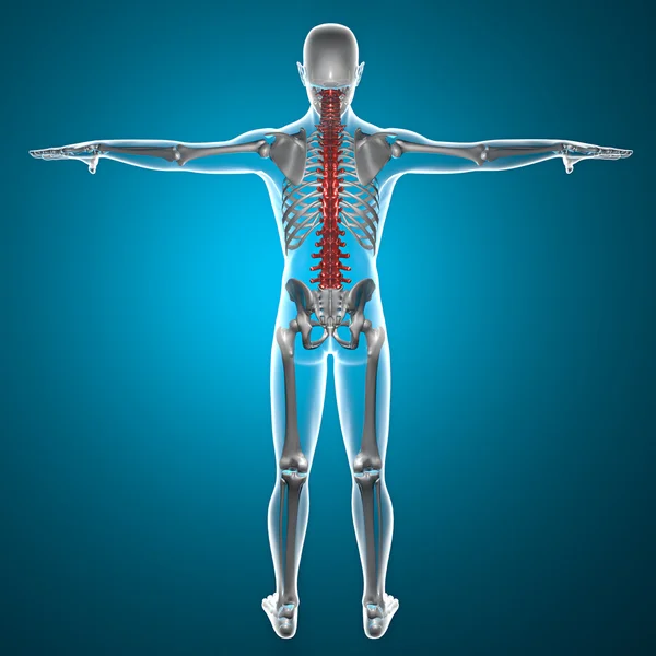 Spine x-ray skeleton — Stock Photo #29794713