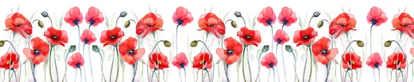 Red poppies on white background