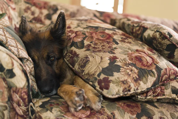 German shepherd dog covered with sofa pillows