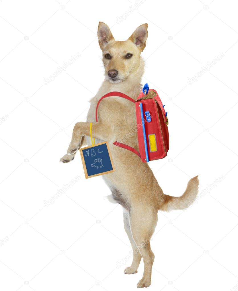 http://st.depositphotos.com/2283107/2452/i/950/depositphotos_24525517-stock-photo-cute-hitchhiking-dog-wearing-a.jpg