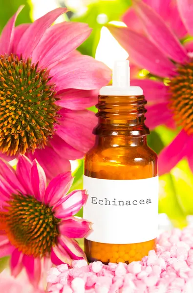 Bottle of Echinacea essential oil and flowers