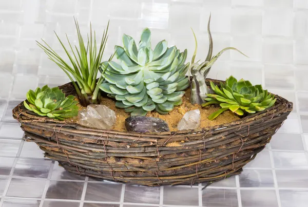 Echeveria and Tillandsia growing in a basket