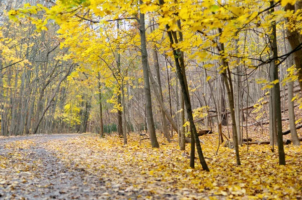 Autumn hiking trail