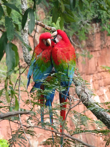 Beautiful couple of wild red macaws, seen at Buraco das Araras (