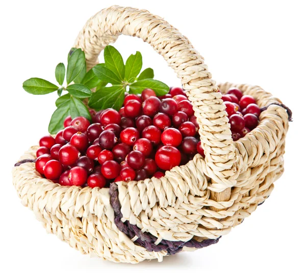 Корзина клюквы рисунок Корзина клюквы рисунок