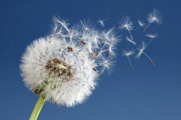 Dandelion clock dispersing seed