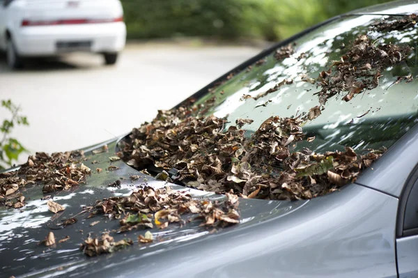 Leaves on the car early autumn