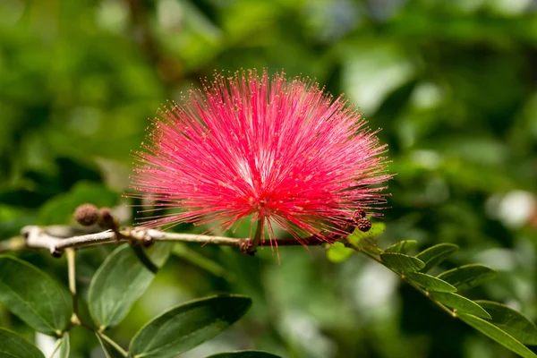 Pink Powder Puff flower