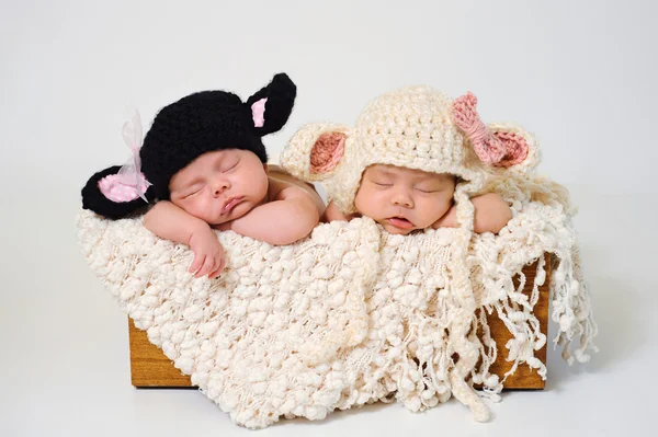 Newborn baby girls wearing black sheep and lamb hats.