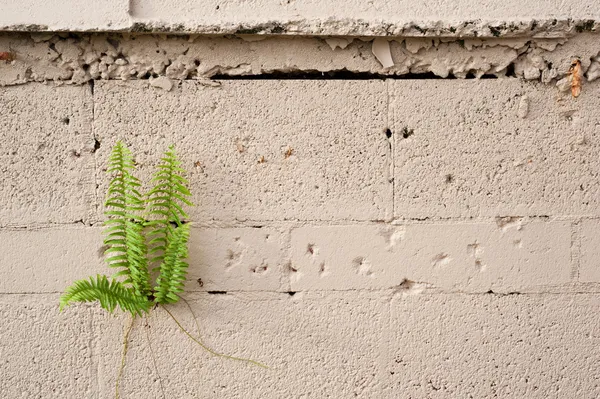 Plant Growing from Cement Wall