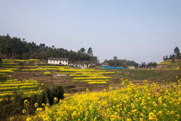 Traveling in Leshan City, Sichuan Qianwei Kayo train rapeseed dam little train between stations