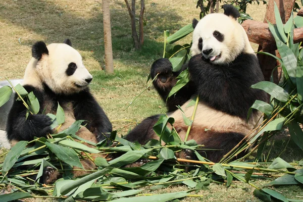 Two giant panda eating