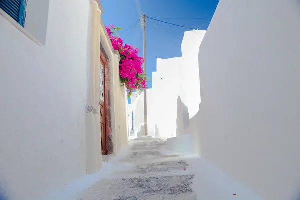 Beautiful empty street with bougainvillea on the old traditional White House in Emporio Santorini, Greece