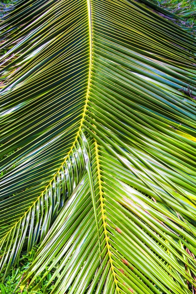 Close-up Large palm leaves