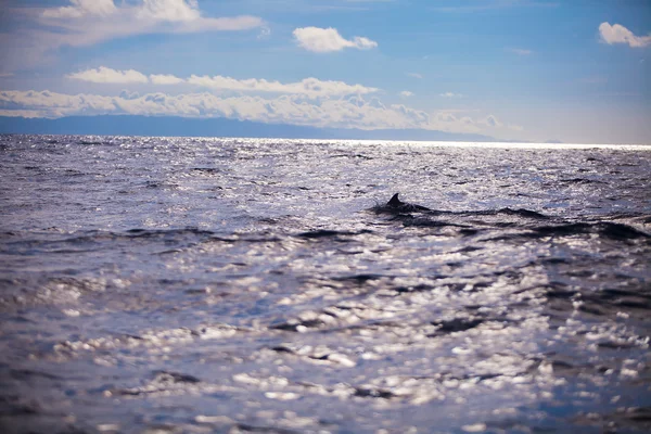 Dolphins in open blue sea swimming next to each other