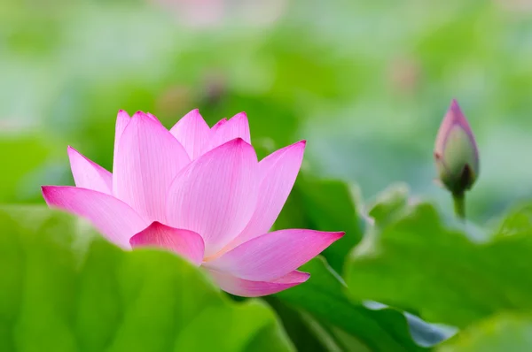 Lotus flower