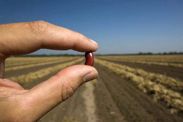 Finger and thumb holding red kidney bean