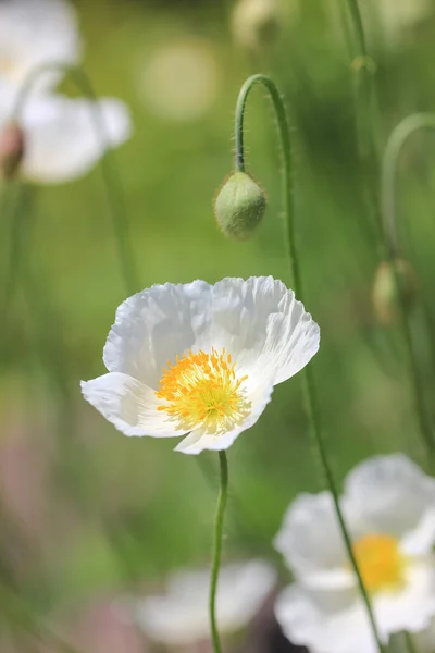 White poppy flower
