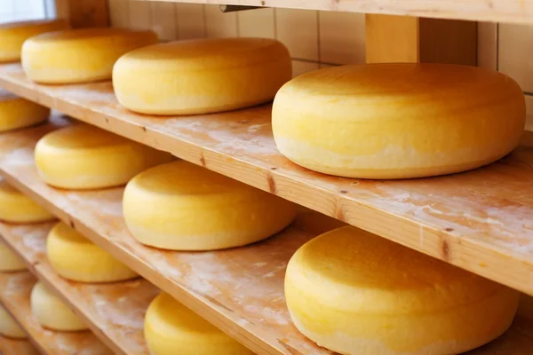 Matured cheese-wheels on shelves