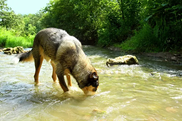 Dog Drinking Water from River