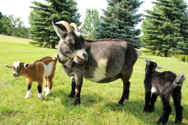 Mother Goat and two Babies Eating Grass